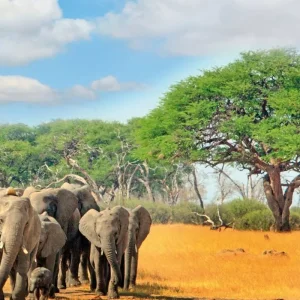 Explore Adventure Hwange National Park for 4 days with DERTOUR and discover unforgettable experiences - Photo 4