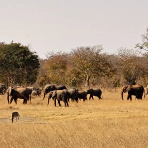 Explore Adventure Hwange National Park for 4 days with DERTOUR and discover unforgettable experiences - Photo 5