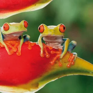 Explore Cahuita National Park for 3 days with DERTOUR and discover unforgettable experiences - Photo 2
