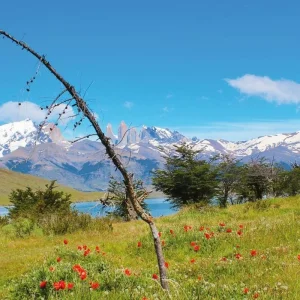 Explore Torres del Paine - wild beauty (Private Tour, German-Speaking) for 4 days with DERTOUR and discover unforgettable experiences - Photo 2