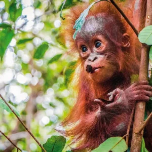 Explore Natural wonders of Borneo (Kuching-Kota Kinabalu) for 9 days with DERTOUR and discover unforgettable experiences - Photo 2