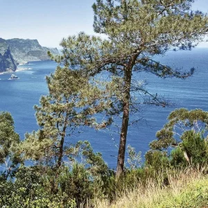 Explore Madeira - Green dream island in the Atlantic for 8 days with DERTOUR and discover unforgettable experiences - Photo 4