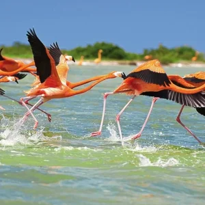 Explore Experience Yucatan in a different way for 5 days with DERTOUR and discover unforgettable experiences - Photo 4