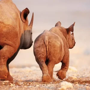 Explore Excursion package Etosha National Park for 4 days with DERTOUR and discover unforgettable experiences - Photo 2