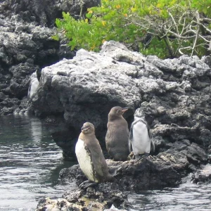 Explore Unveiling the Hidden Gems of Galapagos Islands: Santa Cruz & Isabela for 9 days with Ecuador Wonders and discover unforgettable experiences - Photo 4