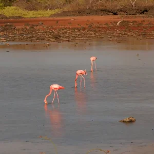 Explore Unveiling the Hidden Gems of Galapagos Islands: Santa Cruz & Isabela for 9 days with Ecuador Wonders and discover unforgettable experiences - Photo 6