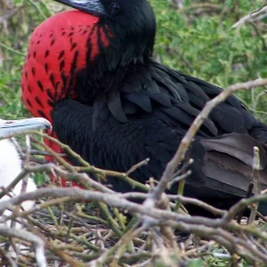 Explore Unveiling the Hidden Gems of Galapagos Islands: Santa Cruz & Isabela for 9 days with Ecuador Wonders and discover unforgettable experiences - Photo 9