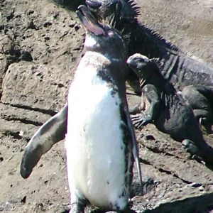 Explore Unveiling the Hidden Gems of Galapagos Islands: Santa Cruz & Isabela for 9 days with Ecuador Wonders and discover unforgettable experiences - Photo 10