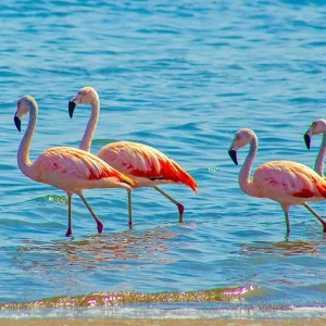 Explore Paracas - Desert and Sea for 4 days with Gebeco and discover unforgettable experiences - Photo 3