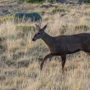 Explore El Chalten Starter Package (4 Days) for 4 days with Hi Travel Argentina and discover unforgettable experiences - Photo 2