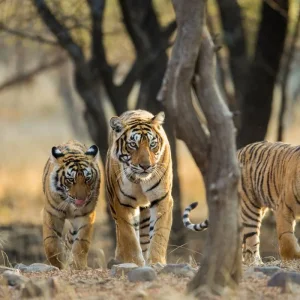 Explore Premium India in Depth (from Mumbai to Delhi) for 14 days with Intrepid Premium and discover unforgettable experiences - Photo 6