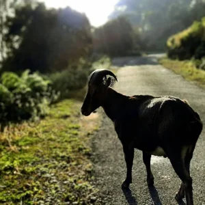 Explore Kerala Tour Package With Houseboat for 8 days with Ramble Advisor and discover unforgettable experiences - Photo 9