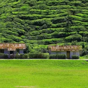 Explore Kerala Tour Package With Houseboat for 8 days with Ramble Advisor and discover unforgettable experiences - Photo 10