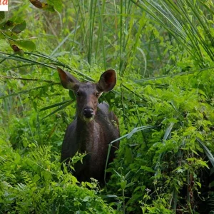 Explore 5 Days Nepal Tour for 5 days with Real viaggi india  and discover unforgettable experiences - Photo 3