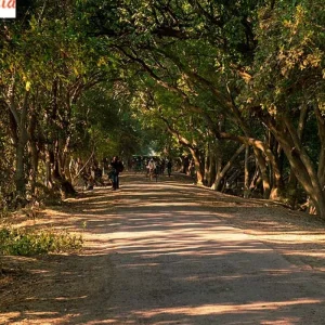 Explore 2 Night 3 Days Kabini Tour From Bangalore for 3 days with Real viaggi india  and discover unforgettable experiences - Photo 3