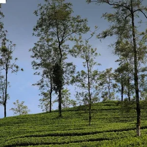 Explore Beautiful Kerala Backwater & Wildlife Tour for 5 days with Real viaggi india  and discover unforgettable experiences - Photo 5