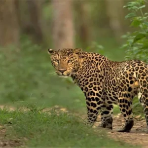 Explore Spiritual Ganges Tour With Jim Corbett National park for 5 days with Real viaggi india  and discover unforgettable experiences - Photo 3