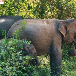 Explore 6 Days Wayanad  Tour package from Bangalore for 6 days with Real viaggi india  and discover unforgettable experiences - Photo 5