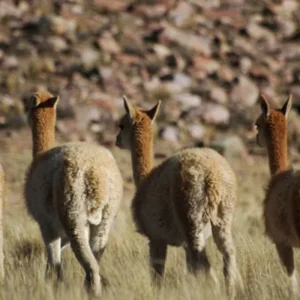 Explore Argentina: Tucumán, Salta, Jujuy, Cafayate, Purmamarca, Humahuaca + Hornocal - 8 days for 8 days with Receptivo Aborigen Tours and discover unforgettable experiences - Photo 2