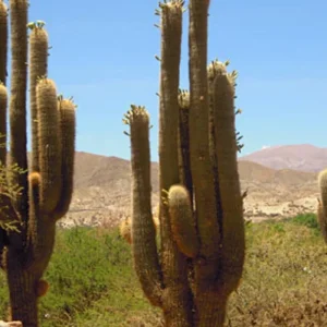 Explore Argentina: Tucumán, Salta, Jujuy, Cafayate, Purmamarca, Humahuaca + Hornocal - 8 days for 8 days with Receptivo Aborigen Tours and discover unforgettable experiences - Photo 6