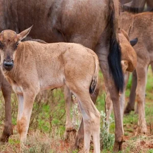 Explore Discover The World-Class Serengeti in Tanzania on a 7 Days Personalized Classic Safari to the South Serengeti Migration from Zanzibar! for 7 days with Africa Natural Tours and discover unforgettable experiences - Photo 11