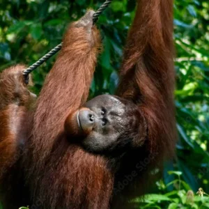 Explore Discover Borneo and Malaysia - Orangutans & More for 10 days with Best Single Travel and discover unforgettable experiences - Photo 2