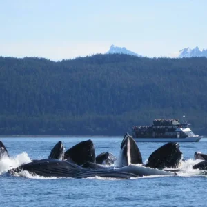 Explore Alaska Glacier Singles Cruise for 8 days with Best Single Travel and discover unforgettable experiences - Photo 4