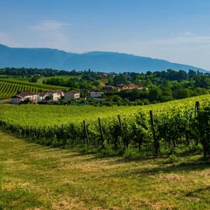 Explore Cycling the Prosecco Hills and Vineyards - Classic Self-Guided for 8 days with BikesPlus Travel and discover unforgettable experiences - Photo 2