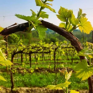 Explore Cycling the Prosecco Hills and Vineyards - Classic Self-Guided for 8 days with BikesPlus Travel and discover unforgettable experiences - Photo 8