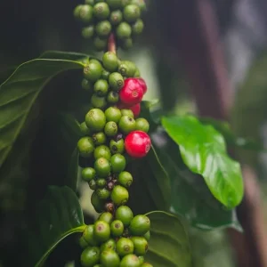 Explore Enchanting Karnataka and Kerala for 13 days with GeTS Holidays and discover unforgettable experiences - Photo 5