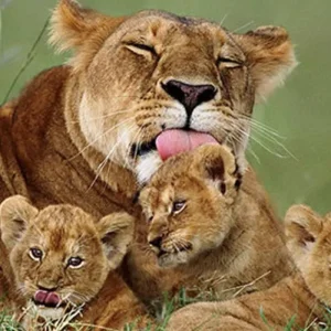 Explore Our Top Best 4 Days Kenya Family Safari | The Most Affordable Family-Friendly Safari Packages in Kenya for 4 days with Africa Natural Tours and discover unforgettable experiences - Photo 4