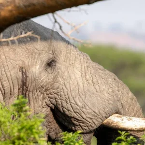 Explore Explore Tanzania in 6 Days: The Best Mid-Range Family Safari Experience from Arusha, Tanzania for 6 days with Africa Natural Tours and discover unforgettable experiences - Photo 5