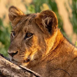 Explore Experience Tanzania in 10 Days: Complete High-End Mid-Range Safari Tour from Dar es Salaam for 10 days with Africa Natural Tours and discover unforgettable experiences - Photo 6