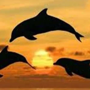 Explore Explore Our 1-Day Private Jozani Forest & Dolphin Tour from Uroa, Zanzibar | The Best Guided & Tailor-Made Zanzibar Experience for 1 days with Africa Natural Tours and discover unforgettable experiences - Photo 4