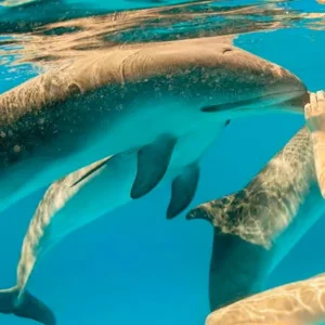 Explore Explore Our 1-Day Private Jozani Forest & Dolphin Tour from Uroa, Zanzibar | The Best Guided & Tailor-Made Zanzibar Experience for 1 days with Africa Natural Tours and discover unforgettable experiences - Photo 5