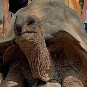 Explore Plan to Book the Best 1/2 Day Private Changuu Island Tour Package in Zanzibar from Chwaka for 1 days with Africa Natural Tours and discover unforgettable experiences - Photo 4