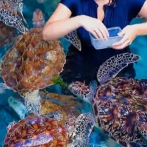 Explore Discover The Best Guided 1/2 Day Private Turtles Swimming Adventure in Zanzibar from Pongwe For  Every Travel Style for 1 days with Africa Natural Tours and discover unforgettable experiences - Photo 5