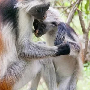 Explore Explore Our 1-Day Private Jozani Forest & Dolphin Tour from Uroa, Zanzibar | The Best Guided & Tailor-Made Zanzibar Experience for 1 days with Africa Natural Tours and discover unforgettable experiences - Photo 7