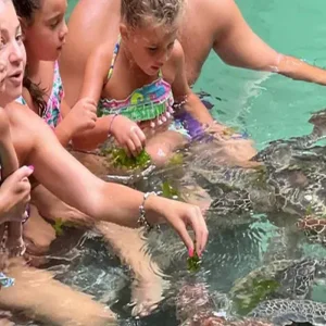 Explore Discover The Best Guided 1/2 Day Private Turtles Swimming Adventure in Zanzibar from Pongwe For  Every Travel Style for 1 days with Africa Natural Tours and discover unforgettable experiences - Photo 6