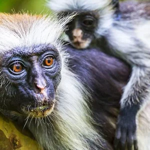 Explore Explore Our 1-Day Private Jozani Forest & Dolphin Tour from Uroa, Zanzibar | The Best Guided & Tailor-Made Zanzibar Experience for 1 days with Africa Natural Tours and discover unforgettable experiences - Photo 8