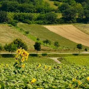 Explore Cycling Italy's Art Cities from Venice to Florence - Classic self guided for 8 days with BikesPlus Travel and discover unforgettable experiences - Photo 4