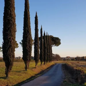 Explore Postcard Southern Tuscany - Cycling Cortona, Montalcino, Siena - Classic Self Guided for 9 days with BikesPlus Travel and discover unforgettable experiences - Photo 8