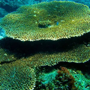 Explore Discover Indonesia: 13 Days in Jakarta, Yogyakarta, Bali, Gili Trawangan and Lombok Tour for 13 days with Discova and discover unforgettable experiences - Photo 9