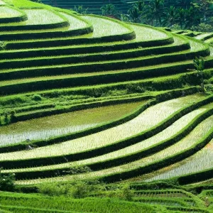 Explore 10 Day Bali Escape: Temples, Serene Nature and Organic Cuisine Experiences for 10 days with Discova and discover unforgettable experiences - Photo 11