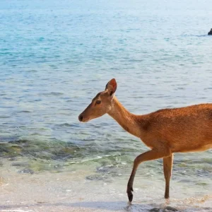 Explore Bali Unveiled: 8 Days Around the Paradise for 8 days with Realistic Asia and discover unforgettable experiences - Photo 3