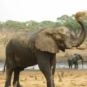 Explore Kafue National Park from South to North for 11 days with Adventure Purists Ltd. and discover unforgettable experiences - Photo 2