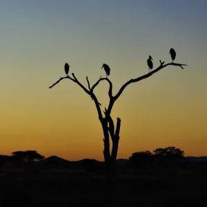 Explore Kafue National Park from South to North for 11 days with Adventure Purists Ltd. and discover unforgettable experiences - Photo 3