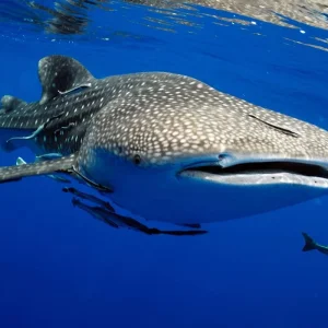 Explore Broome to Perth Tour With Kalbarri, Ningaloo Reef, Exmouth & Karijini for 10 days with Adventure Tours Australia and discover unforgettable experiences - Photo 3