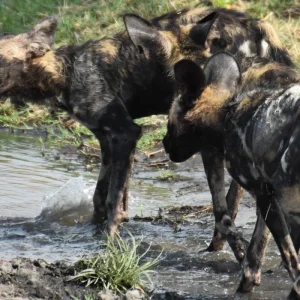 Explore Kafue National Park from South to North for 11 days with Adventure Purists Ltd. and discover unforgettable experiences - Photo 4