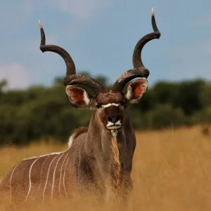 Explore Kafue and Lower Zambezi National Parks for 14 days with Adventure Purists Ltd. and discover unforgettable experiences - Photo 4